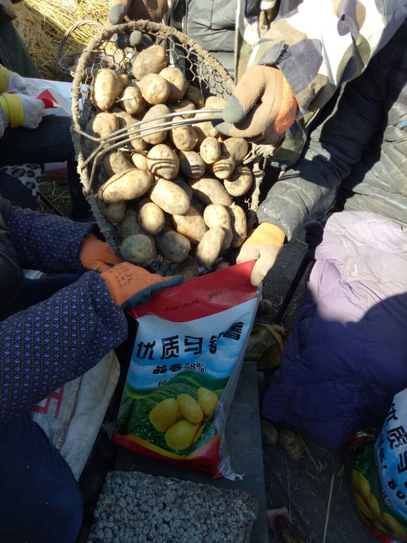 荷兰十五土豆种子荷兰806土豆种子高产抗病能力强耐储存