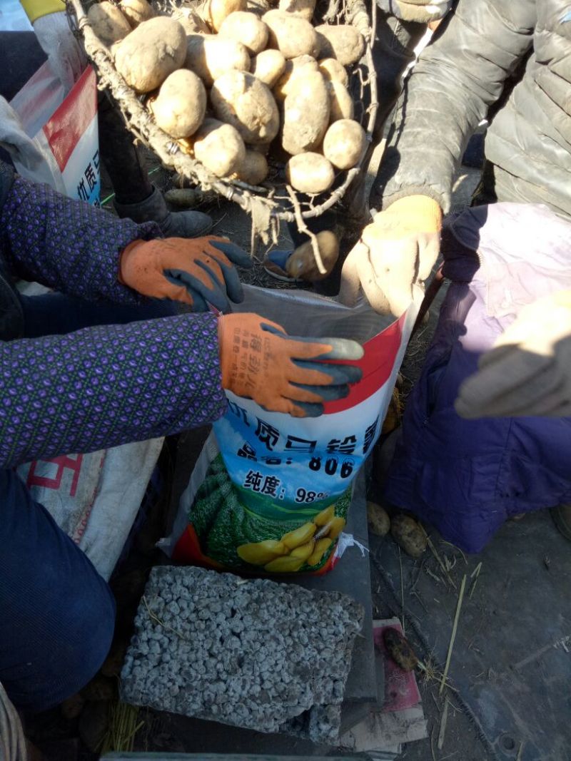 荷兰十五土豆种子荷兰806土豆种子高产抗病能力强耐储存