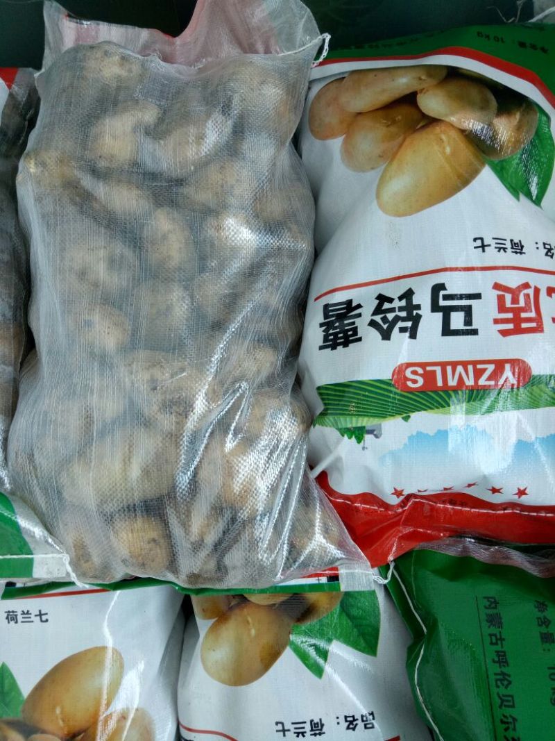荷兰十五土豆种子荷兰806土豆种子高产抗病能力强耐储存