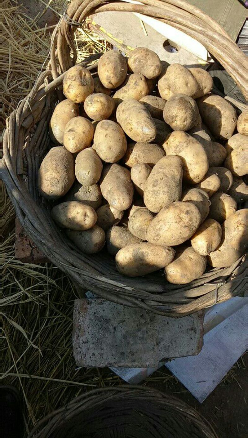 荷兰十五土豆种子荷兰806土豆种子高产抗病能力强耐储存