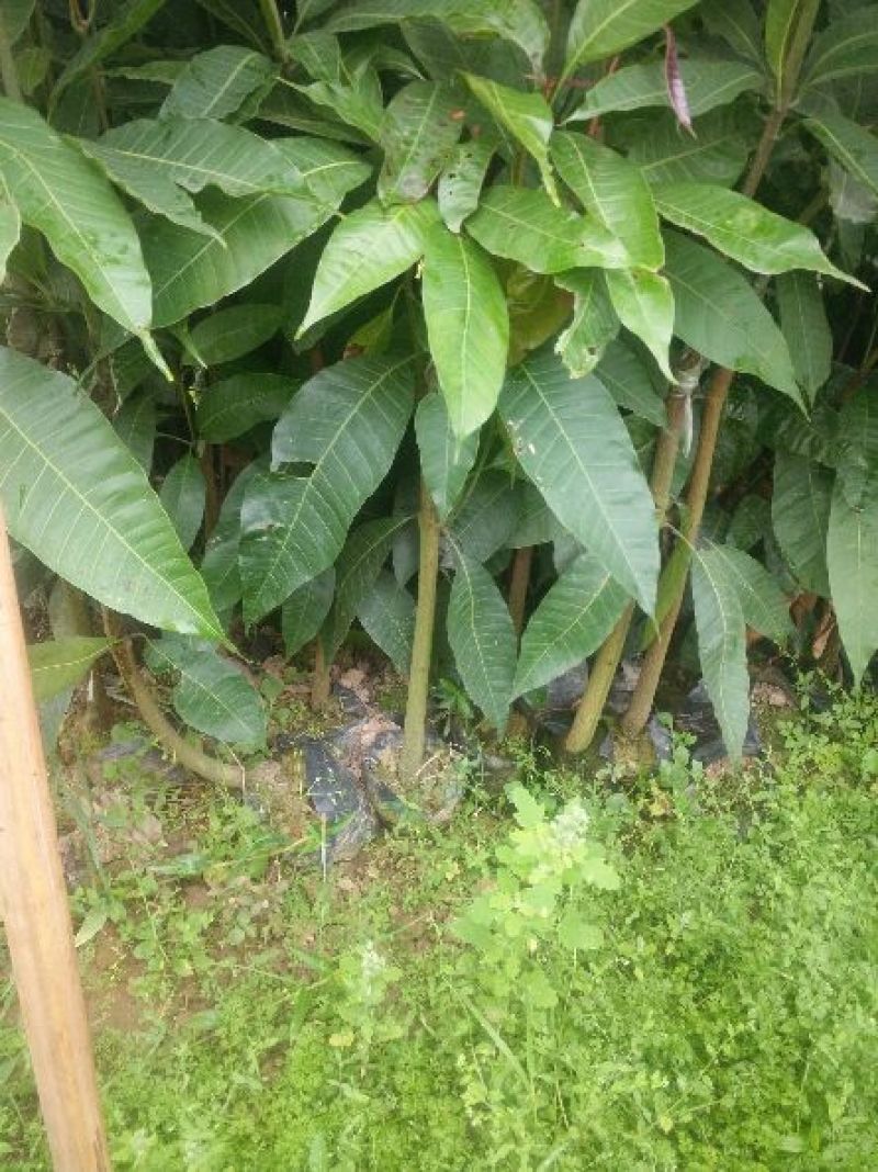 金煌芒树苗1m以下