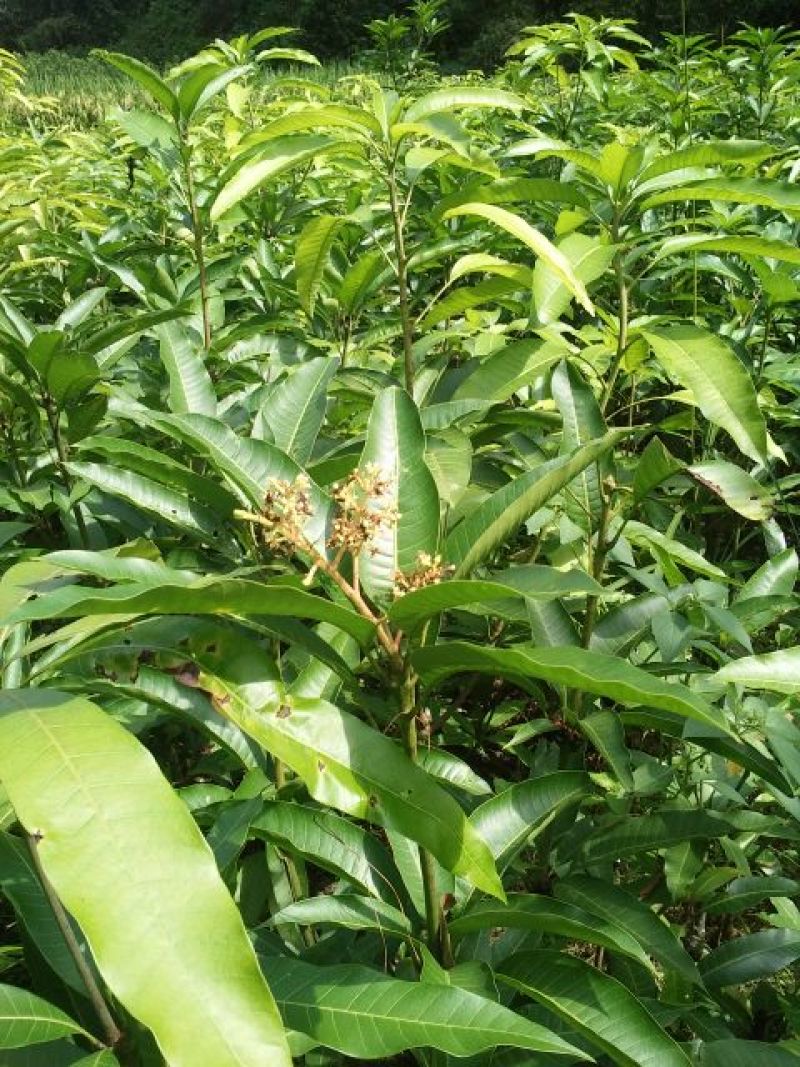金煌芒树苗1m以下