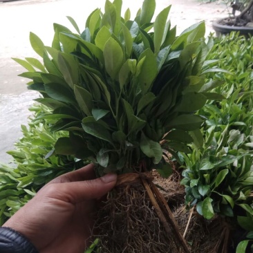 土柠檬(嫁接茶枝柑专用贴木)苗30cm以下