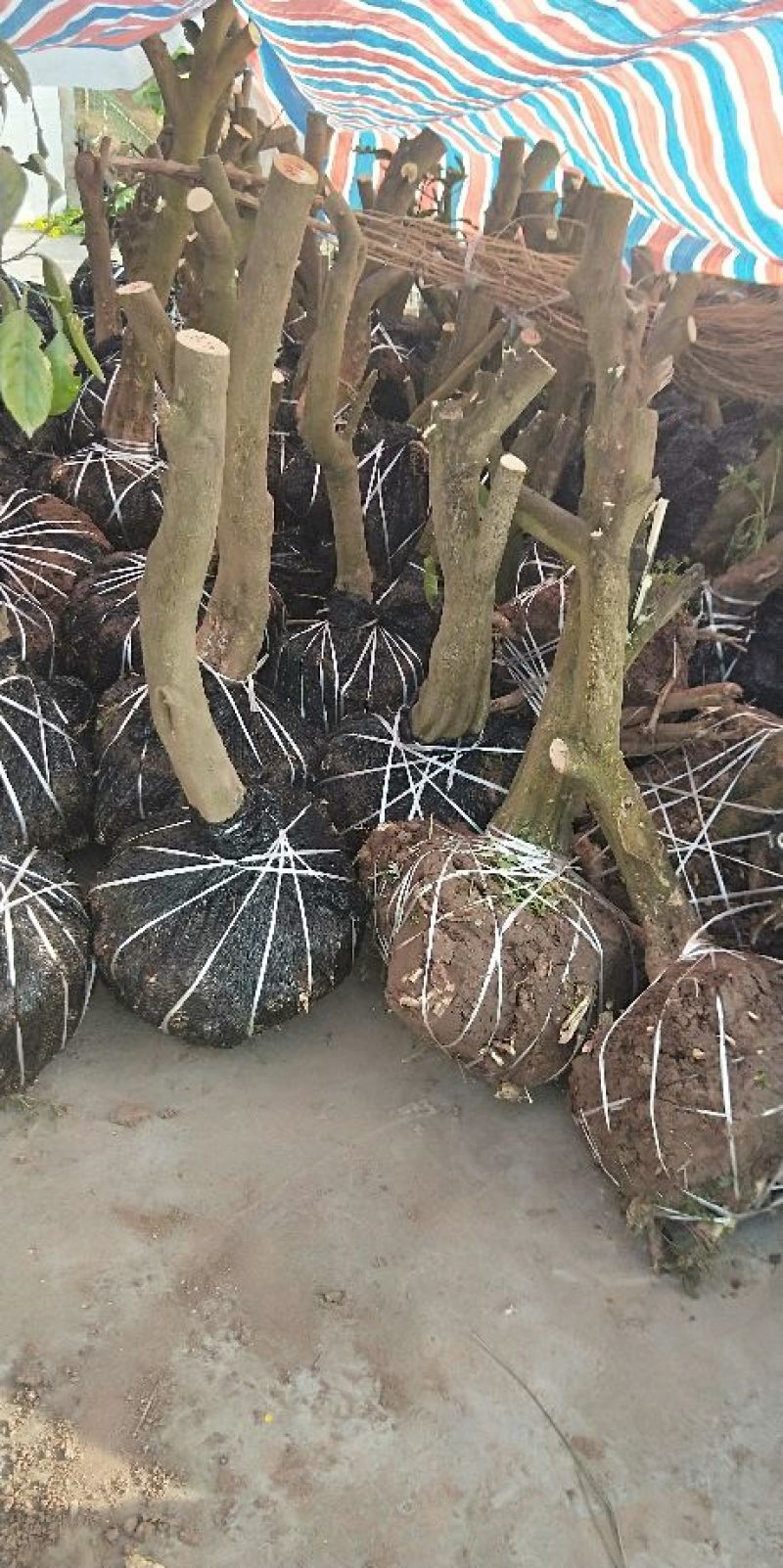红橘苗50~80cm