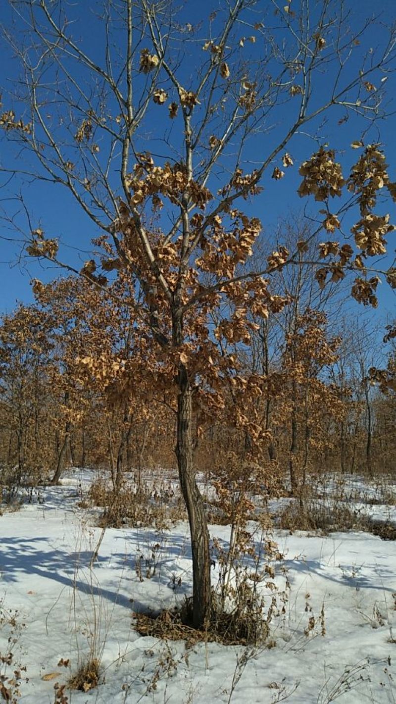 蒙古栎树10~20cm