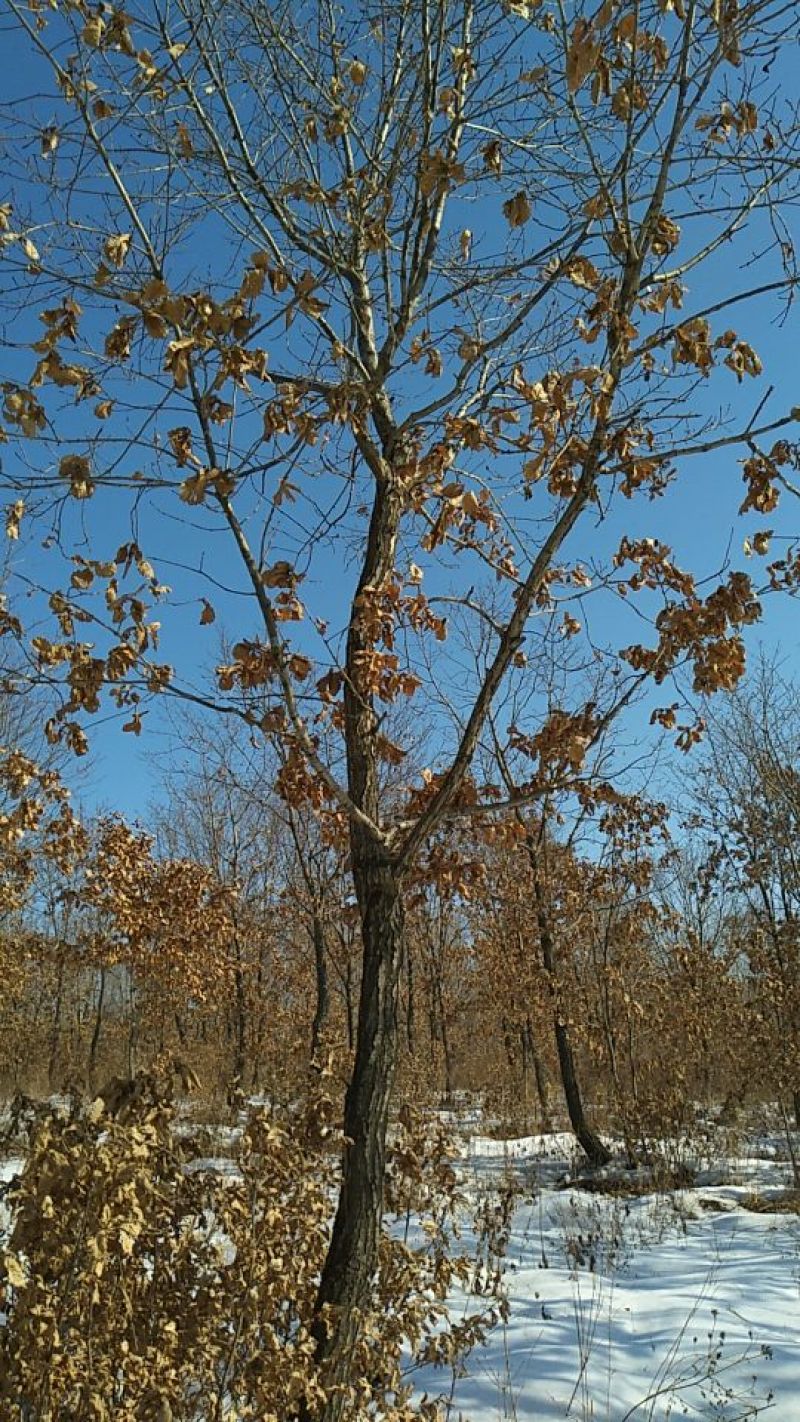 蒙古栎树10~20cm