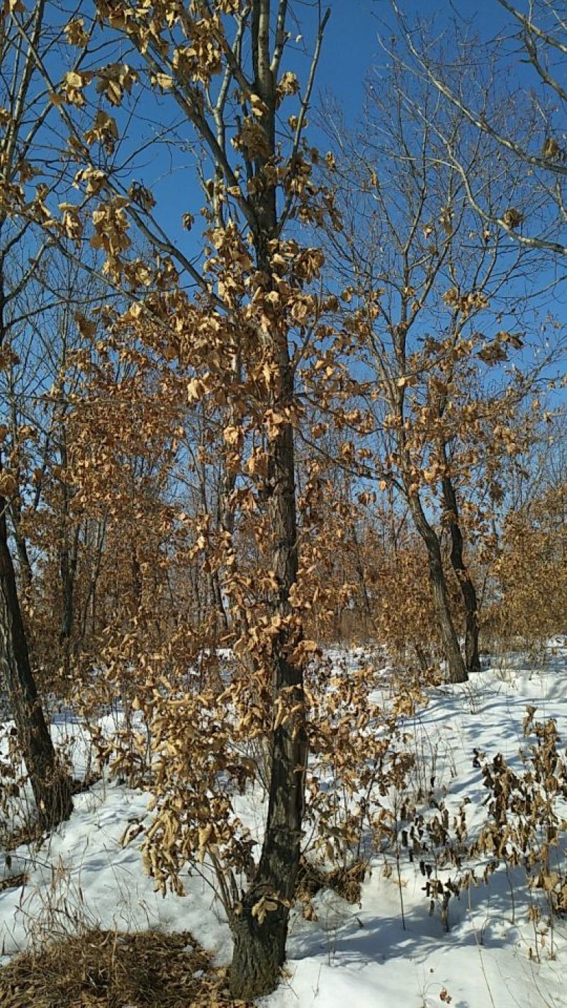 蒙古栎树10~20cm