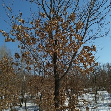 蒙古栎树10~20cm