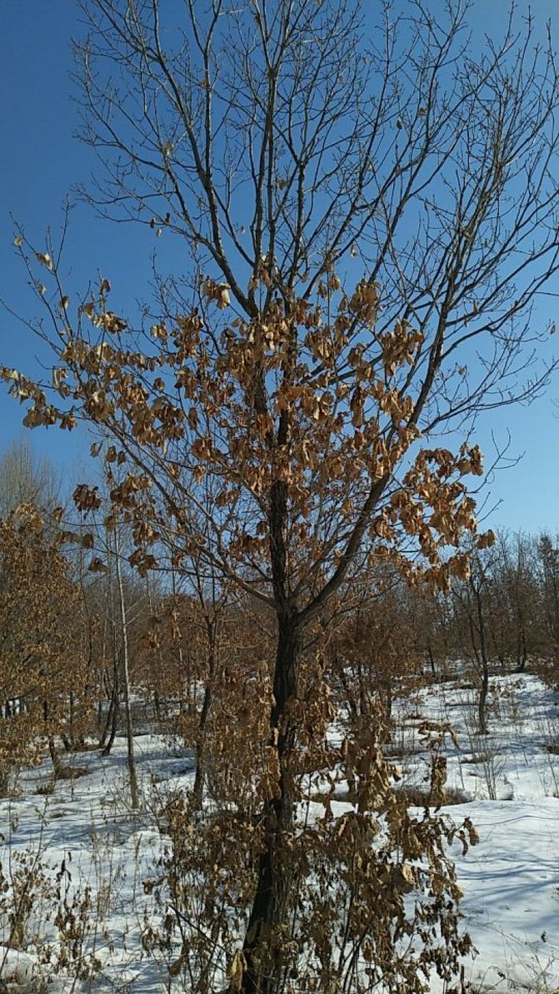 蒙古栎树10~20cm