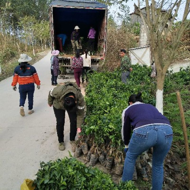 沃柑苗品种纯正基地直销品种，提供技术指导成活有保障