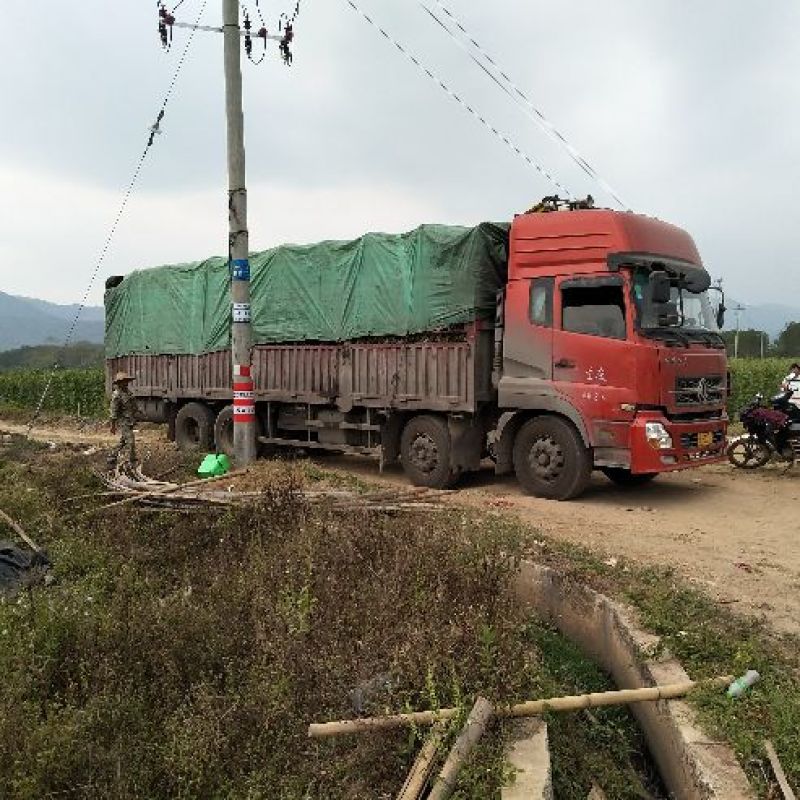 沃柑苗品种纯正基地直销品种，提供技术指导成活有保障