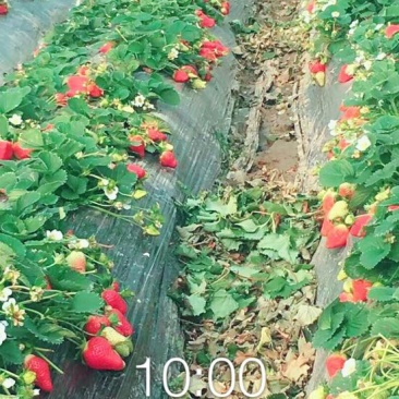 甜查理草莓苗十五年种植经验/免费提供种植技术
