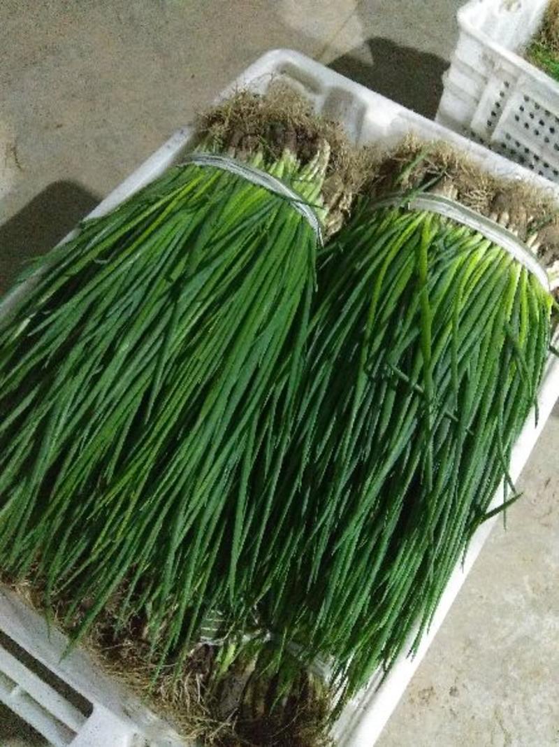 优质小葱，江苏大丰产地直供量大从优欢迎新老朋友前来订购！
