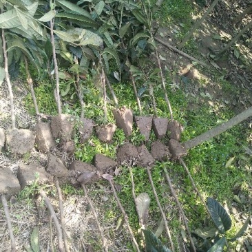 枇杷树111~140cm