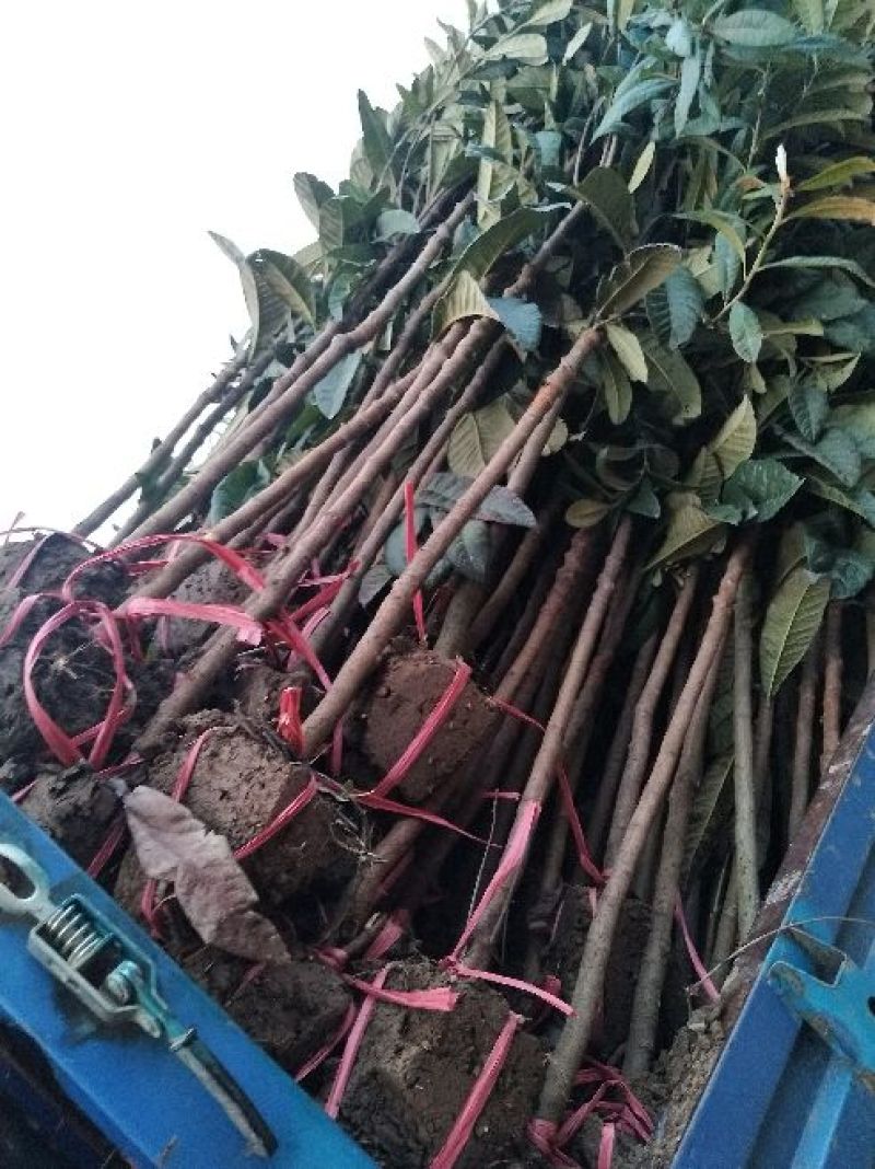 枇杷树111~140cm