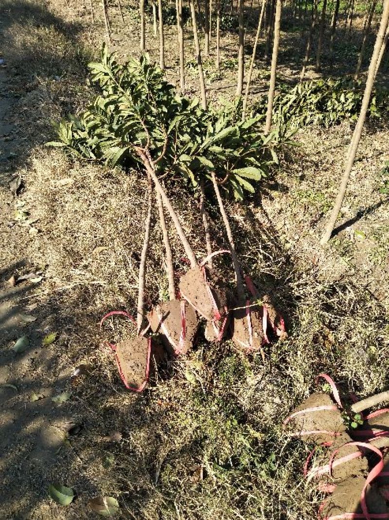 枇杷树111~140cm