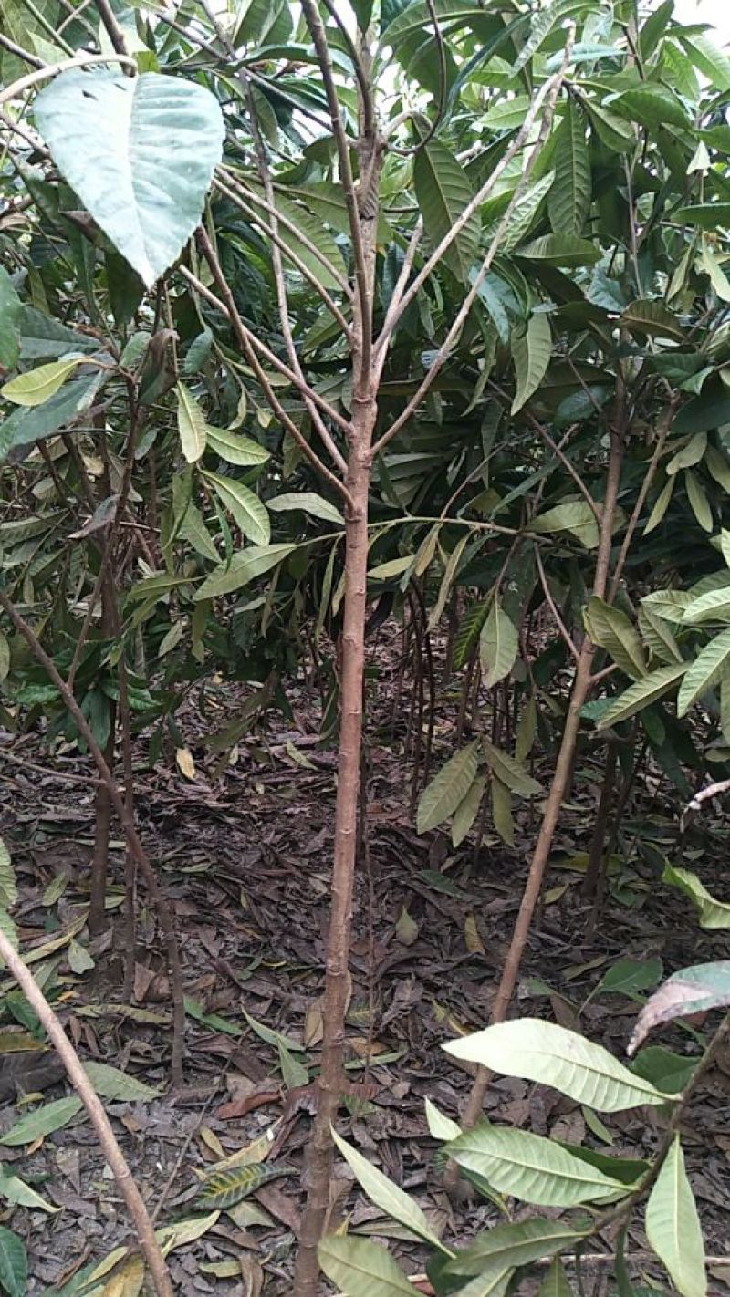枇杷树111~140cm