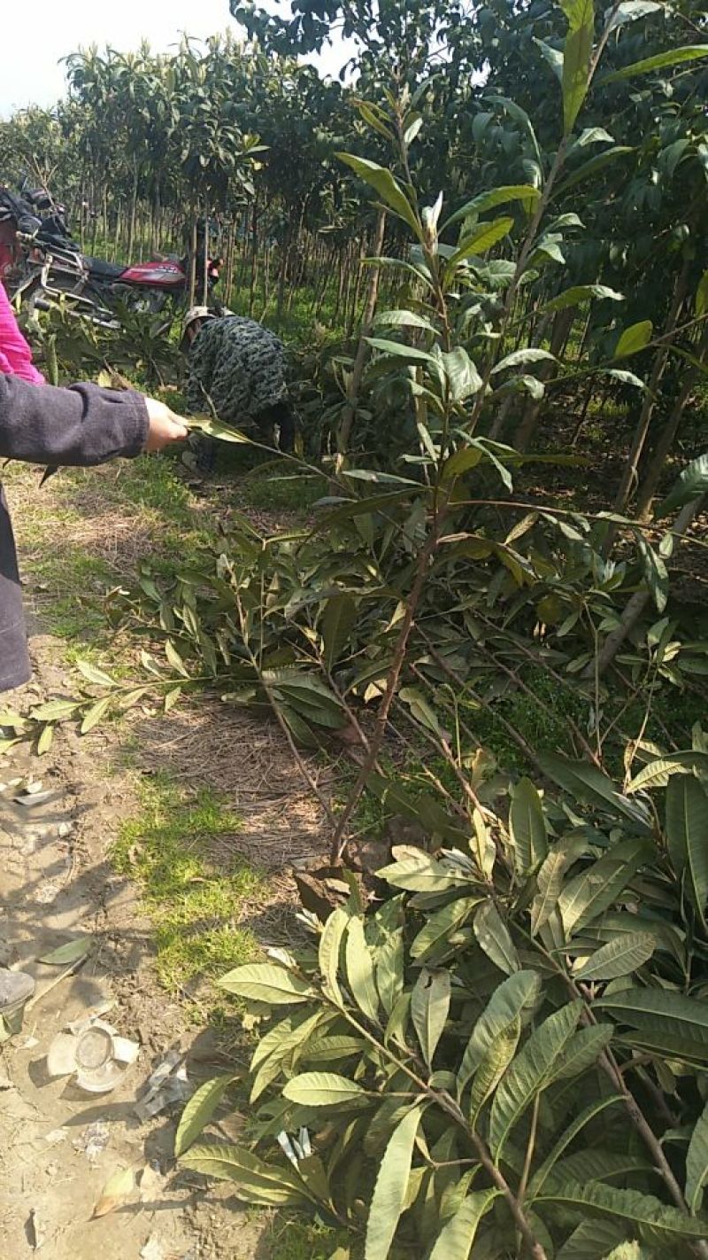 枇杷树111~140cm