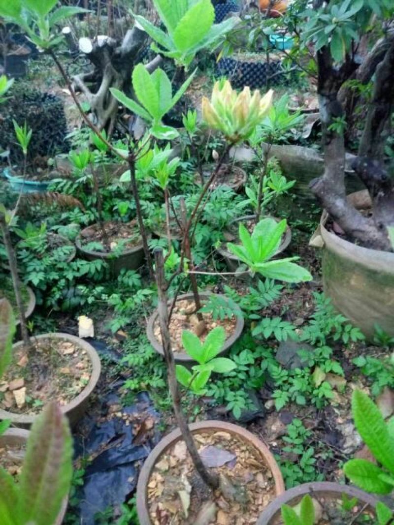映山红树桩5cm以下