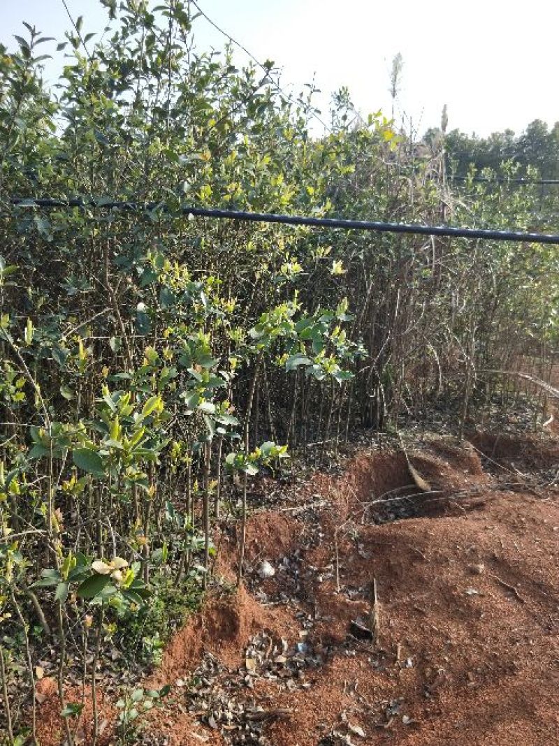 湘林油茶苗70~100cm分枝多，根系发达，果大籽实，