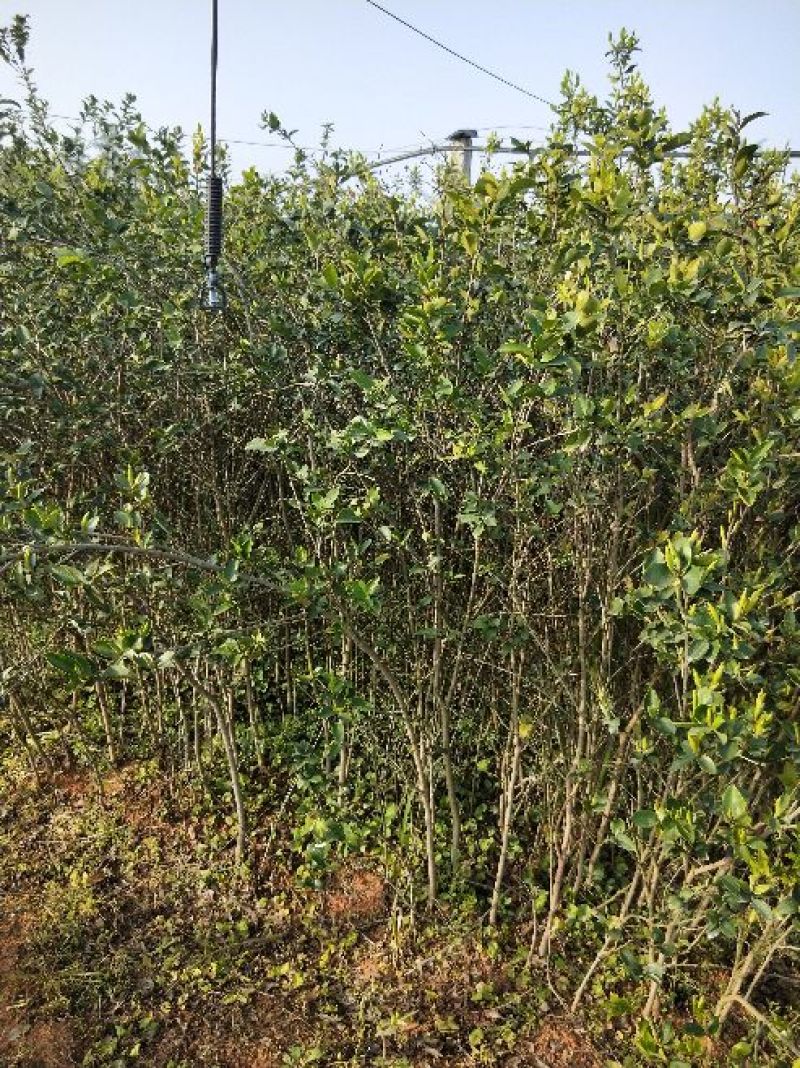 湘林油茶苗70~100cm分枝多，根系发达，果大籽实，