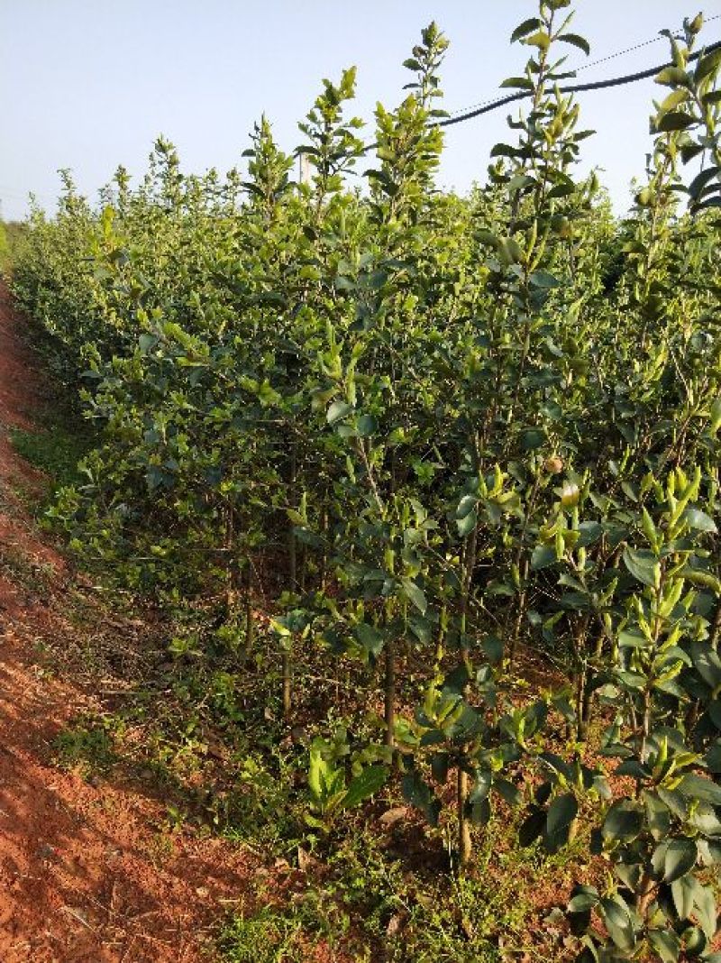 湘林油茶苗70~100cm分枝多，根系发达，果大籽实，
