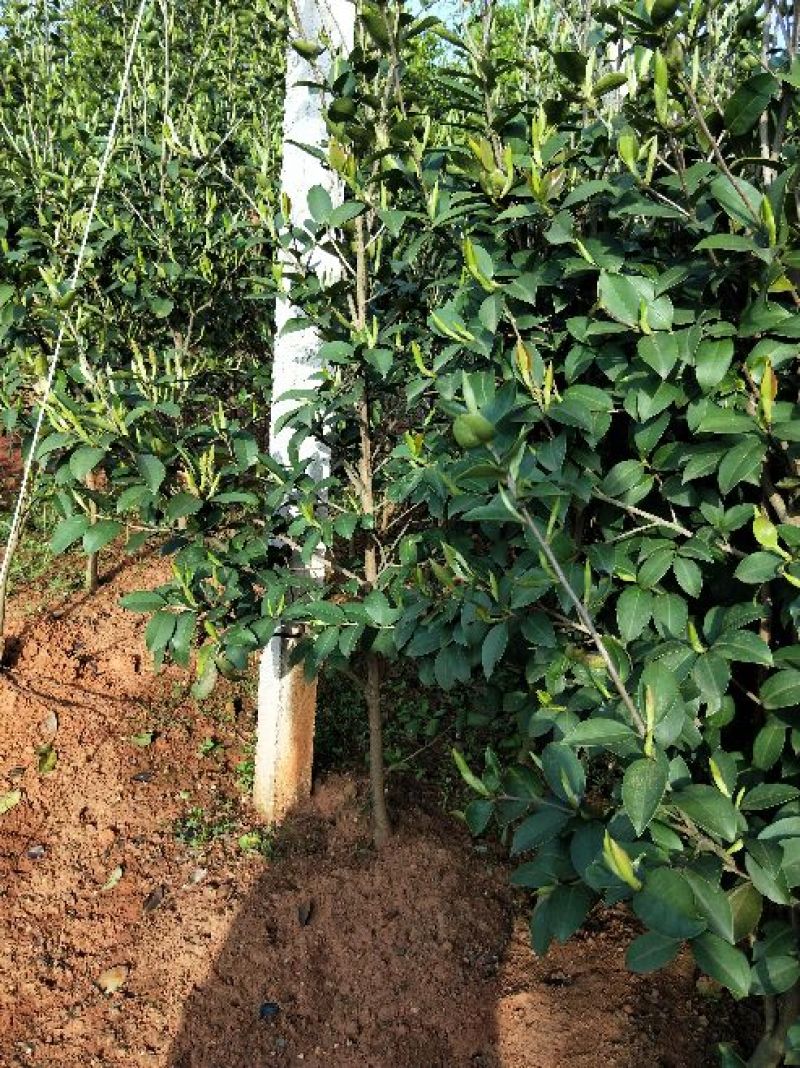 湘林油茶苗70~100cm分枝多，根系发达，果大籽实，
