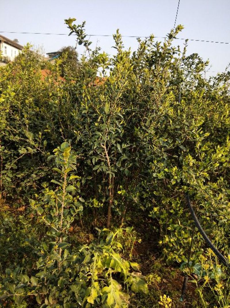 湘林油茶苗70~100cm分枝多，根系发达，果大籽实，