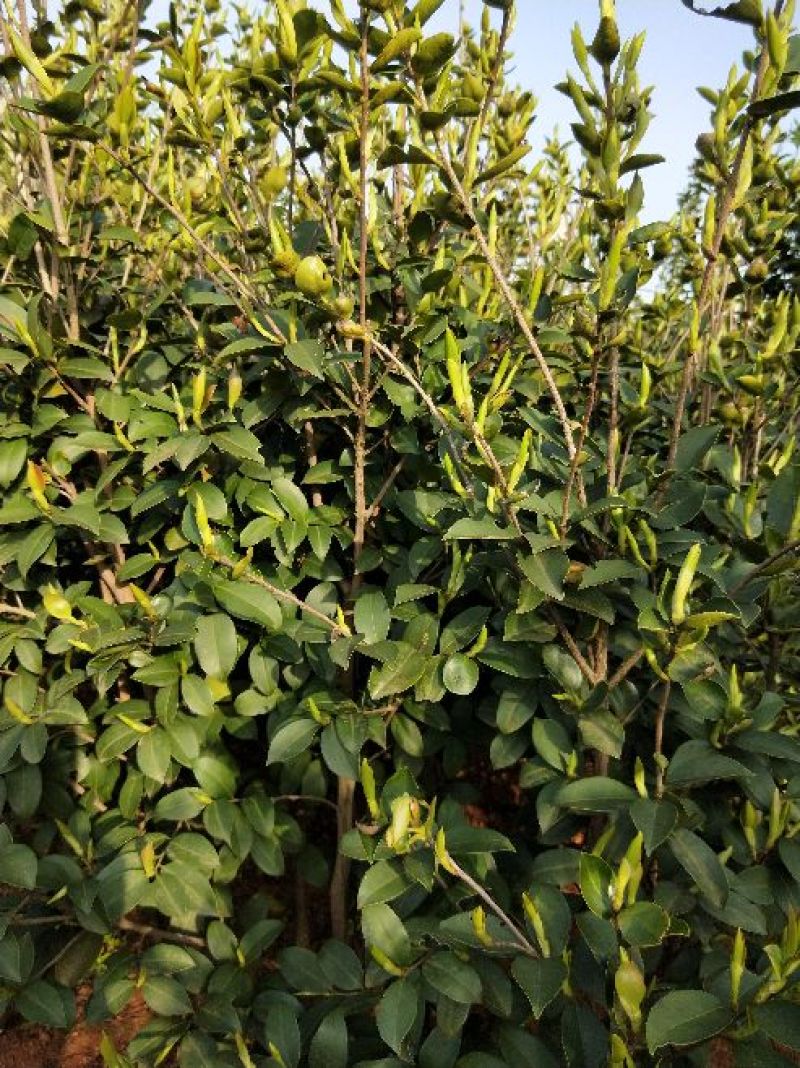 湘林油茶苗70~100cm分枝多，根系发达，果大籽实，
