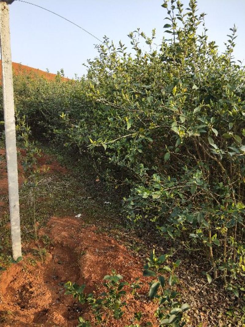 湘林油茶苗70~100cm分枝多，根系发达，果大籽实，