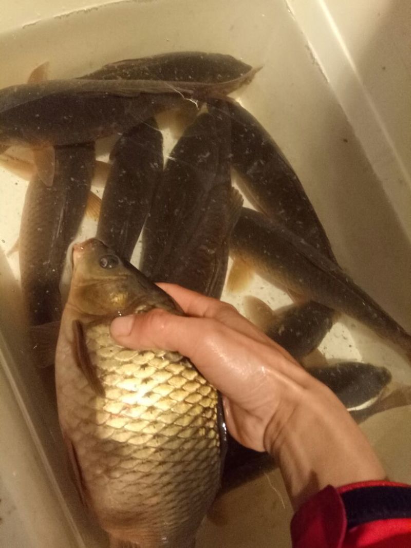 湘鲫，湘云鲫，肉质鲜美，营养价值高，适合垂钓，养殖