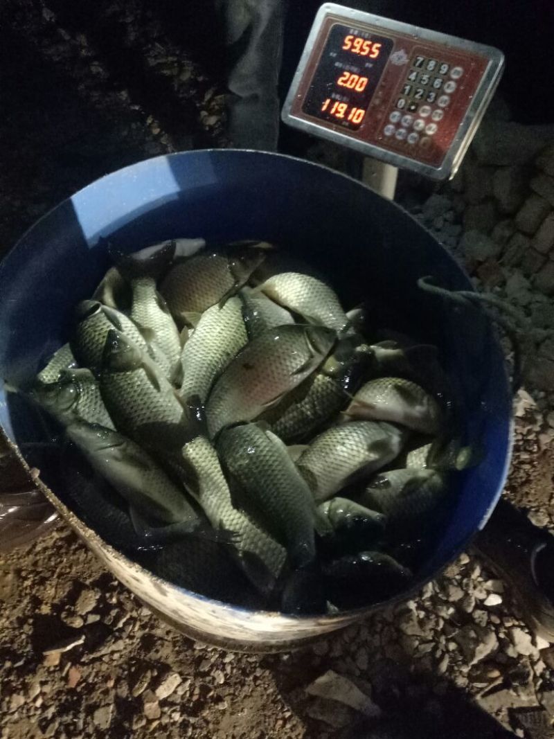 湘鲫，湘云鲫，肉质鲜美，营养价值高，适合垂钓，养殖