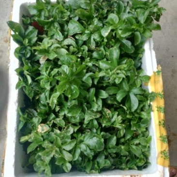 百香果苗10~20cm