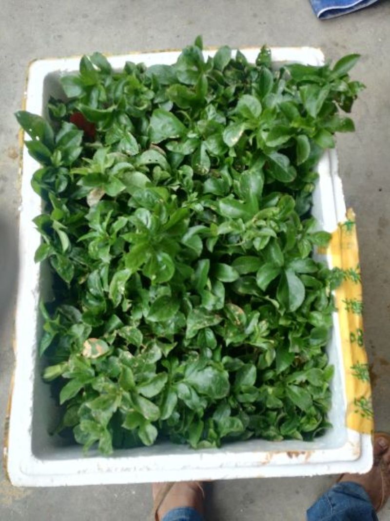 百香果苗10~20cm