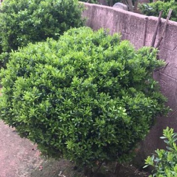 瓜子黄杨球16~18cm16~18cm1.5~2米