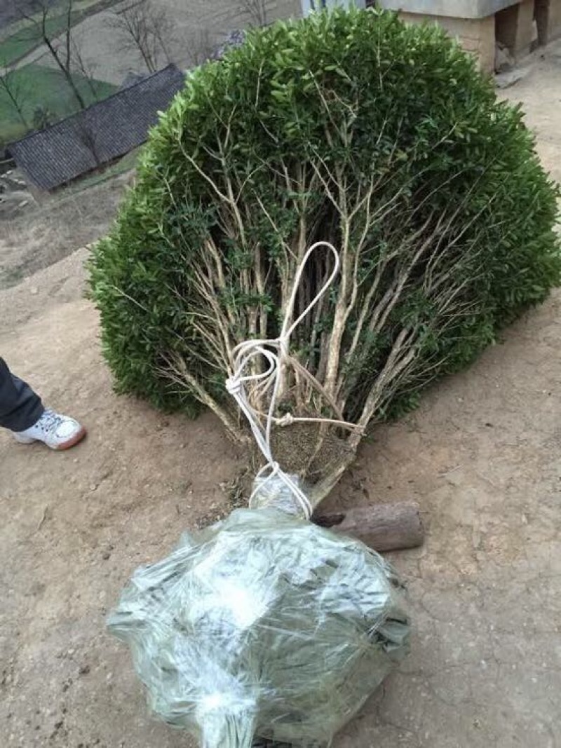 黄杨盆景不含盆150cm以上