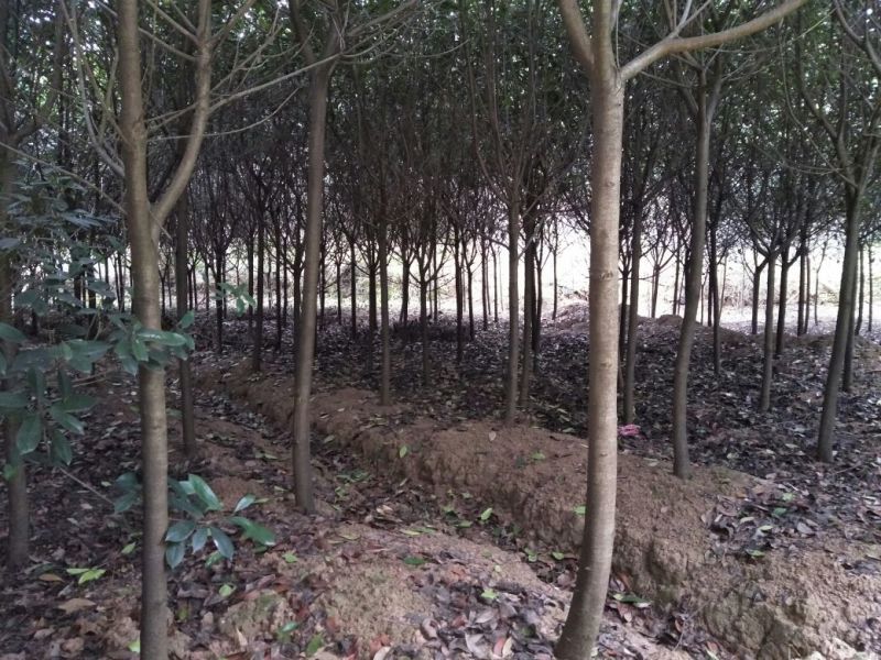 黄葛树10-12公分