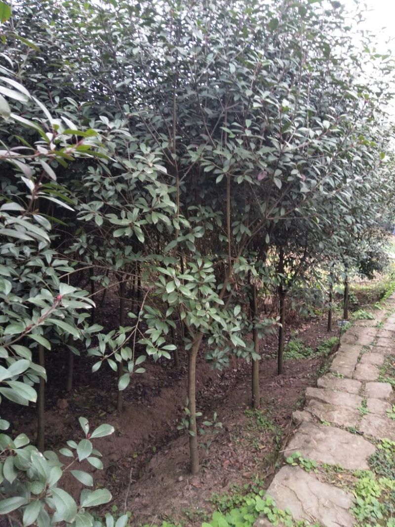 黄葛树10-12公分