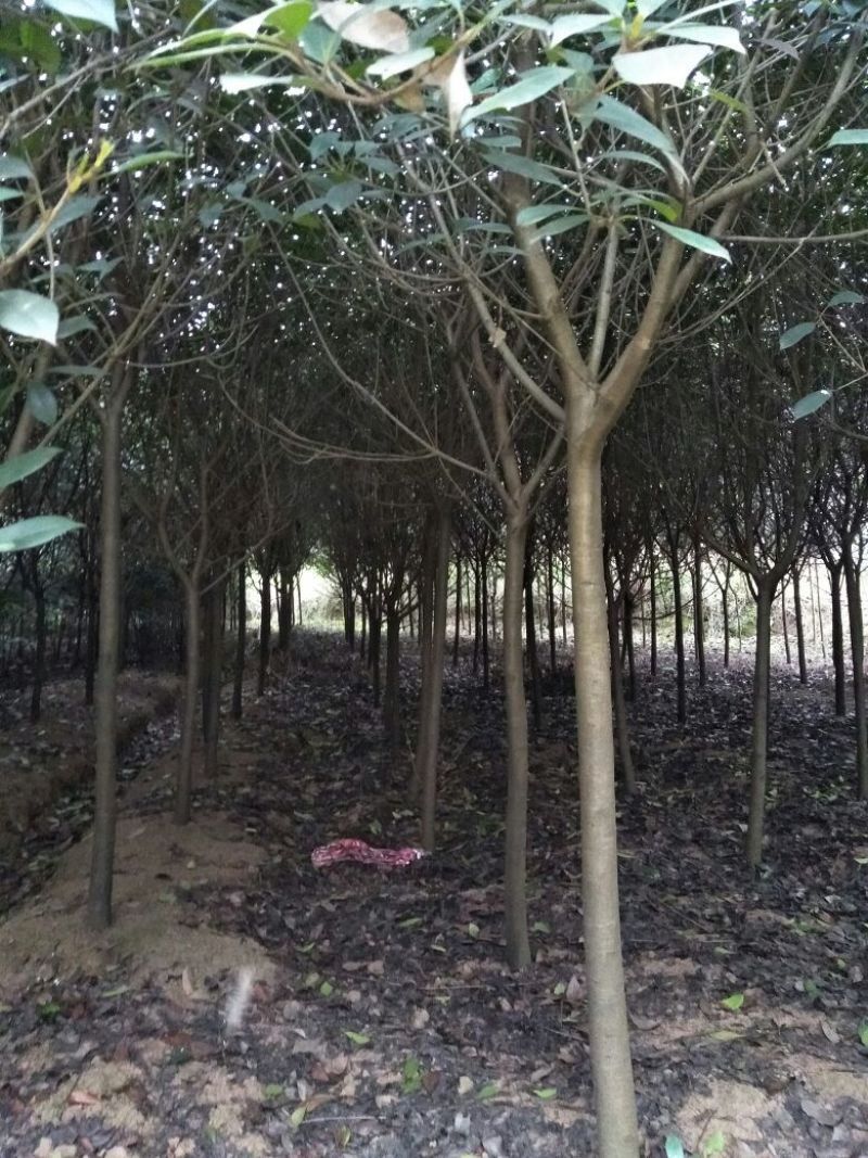 黄葛树10-12公分