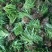 萱草0.5米以下