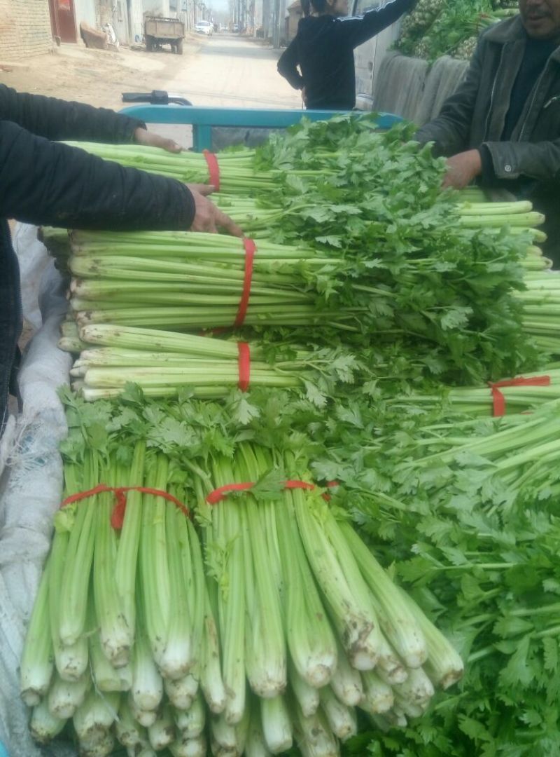 西芹50cm以上