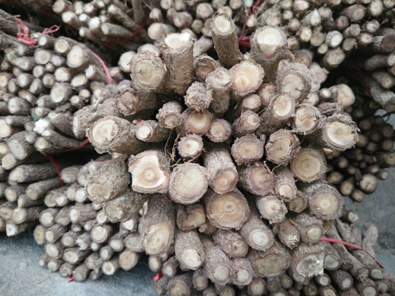 泡桐根
