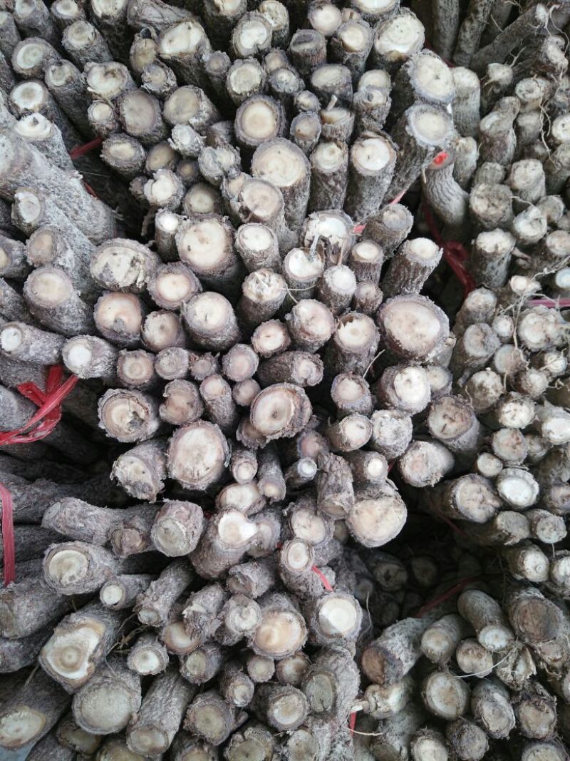 泡桐根