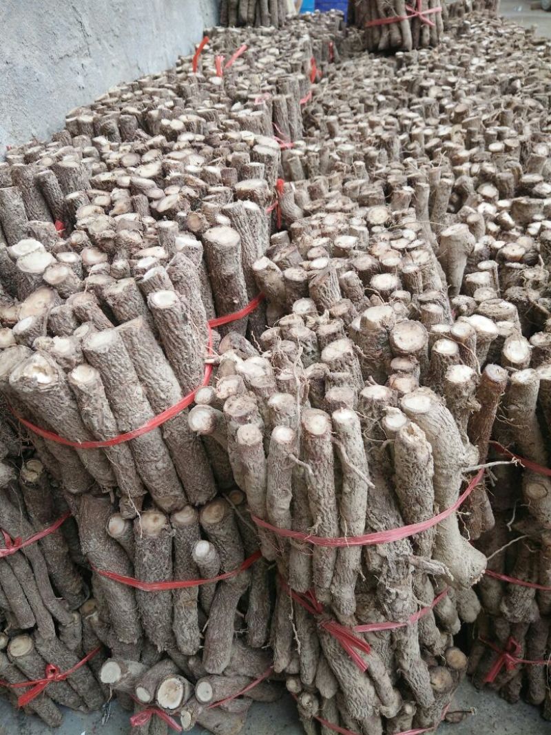 泡桐根