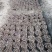 泡桐根