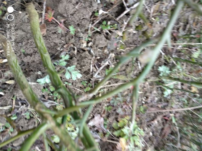 枳壳苗枳壳苗一至五公分都有每售一株都是优质健壮