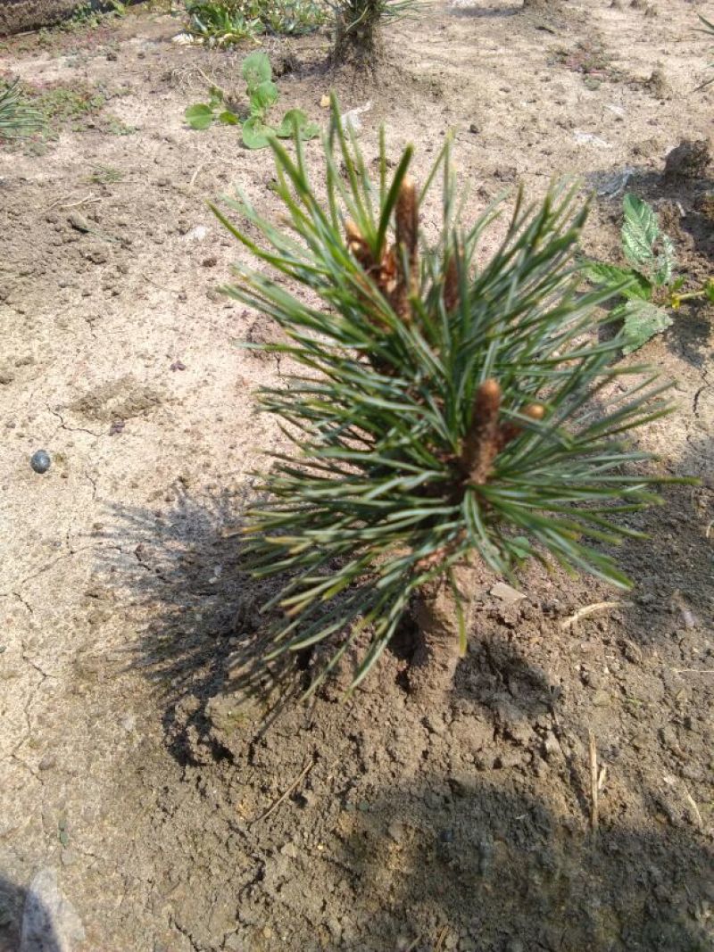 短叶五针松2--3年苗适合盆栽绿植苗圃定植陪育
