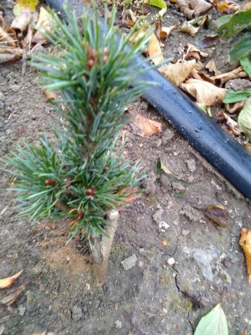 短叶五针松2--3年苗适合盆栽绿植苗圃定植陪育