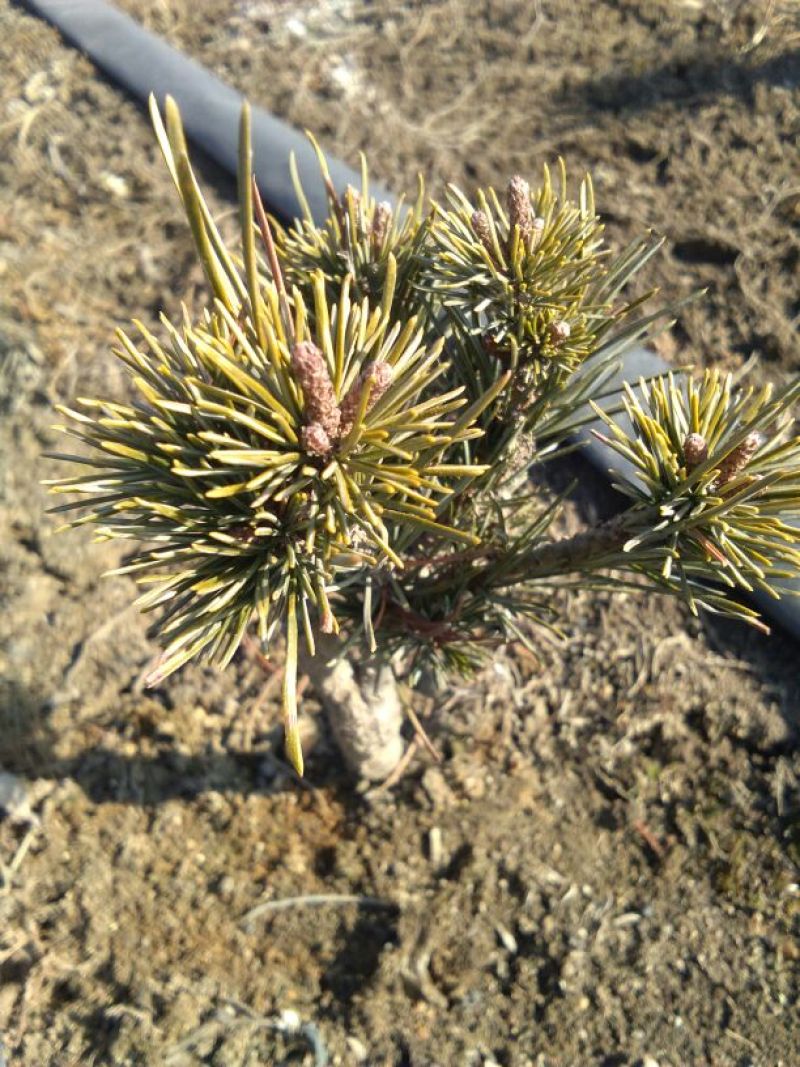 短叶五针松2--3年苗适合盆栽绿植苗圃定植陪育