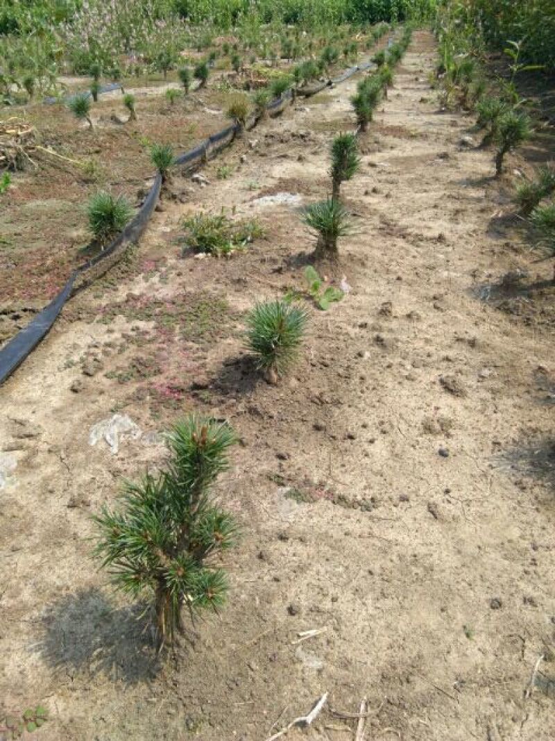 短叶五针松2--3年苗适合盆栽绿植苗圃定植陪育